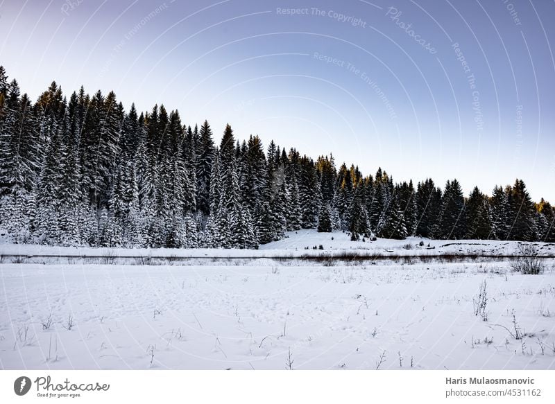 blue hour with trees covered in snow atmospheric background beautiful beauty blizzard cold cool country curve day december environment forest frost frozen ice