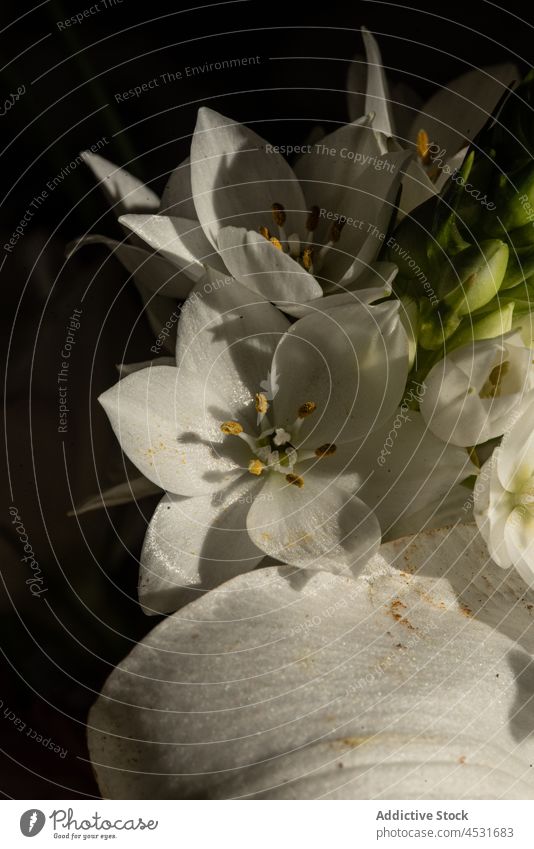 White eustoma flower with gentle petals lily bloom lush white texture floral blossom fragrant vegetate prairie gentian tender delicate smell fragile environment