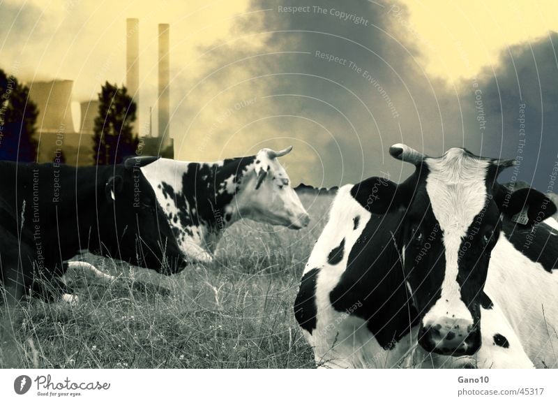 organic milk Cow Air pollution Environment Environmental pollution Electricity generating station Landscape Dirty Smoke Energy industry