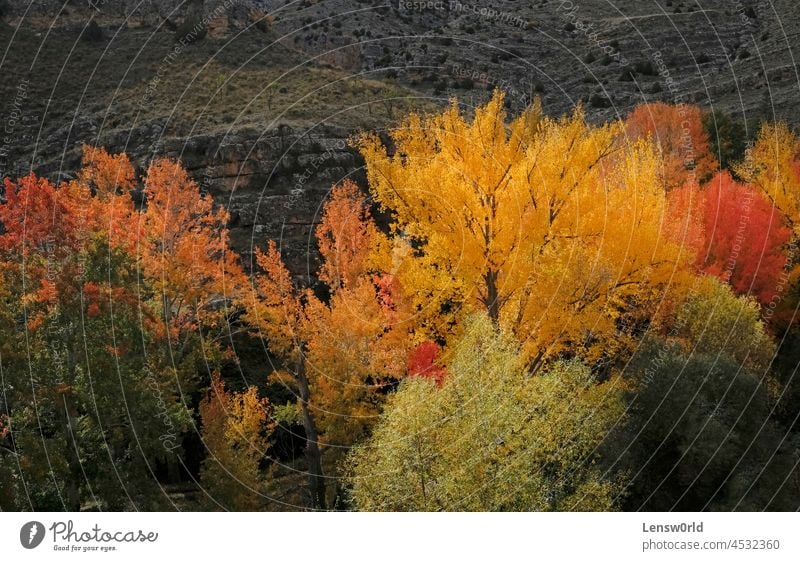 Colorful display of trees during autumn season in Spain autumn landscape autumn leaves beautiful color colorful environment fall foliage leaf natural nature