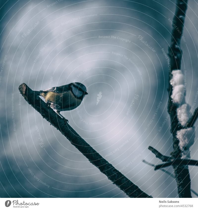 Eurasian blue tit Cyanistes caeruleus sitting on a branch near forest in winter bird ball tallow cyanistes titmouse tomtit sunflower grain garden wood feeder