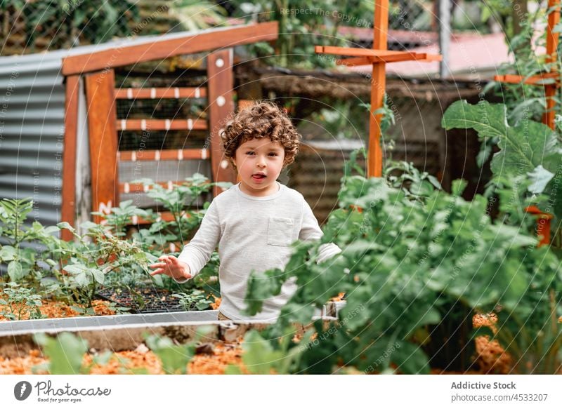 Cute little boy helping in garden child plant grow bed childhood innocent kid curious yard countryside sprout seeding agriculture curly hair vegetate cultivate