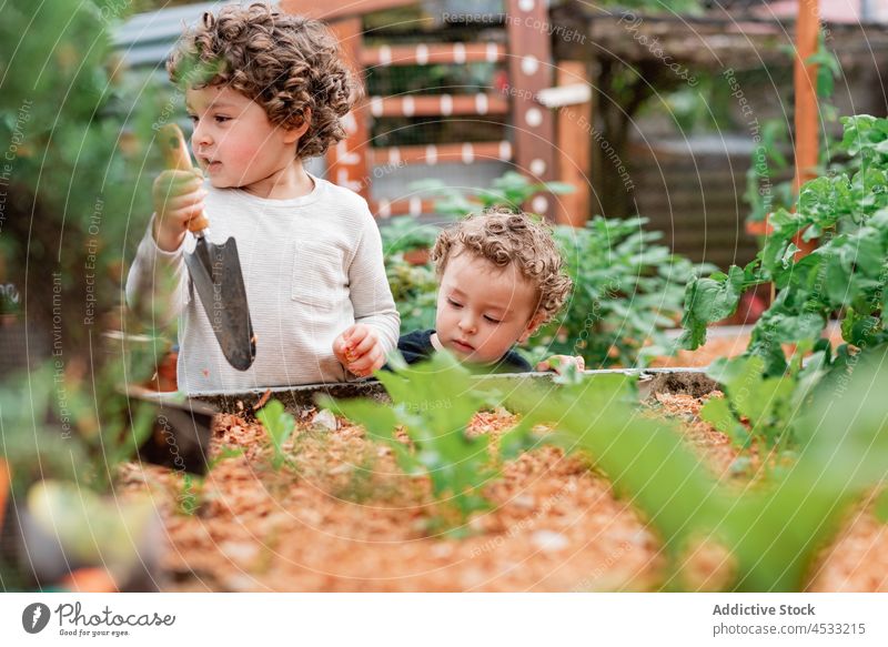 Curious little boys planting seedlings in garden brother spade work countryside curious seeding cultivate together kid cute rural growth agriculture vegetate