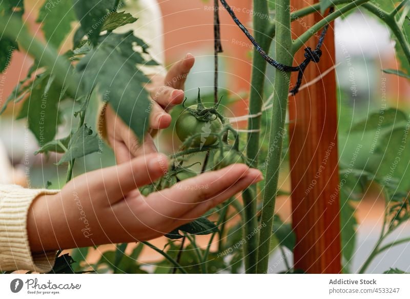 Woman checking seedlings of tomatoes in farm woman gardener sapling cultivate vegetable unripe care branch female vegetate village plant grow farmland growth