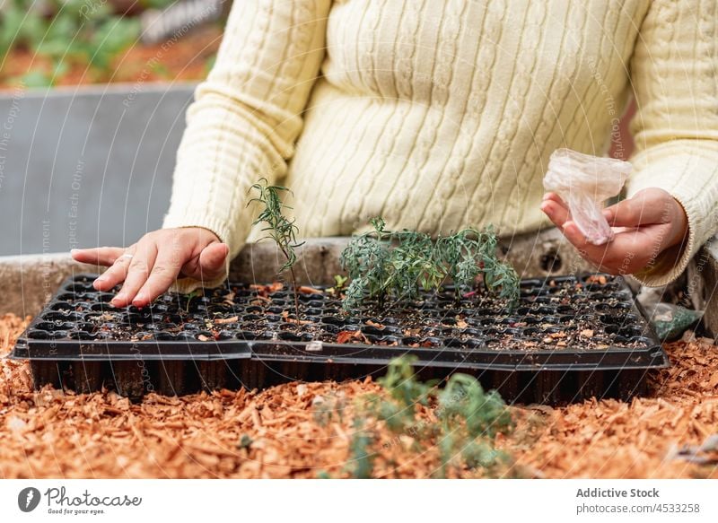 Anonymous gardener planting seeds in container woman tray agriculture soil cultivate sprout grow agronomy farmer fertile bed seeding farmyard village