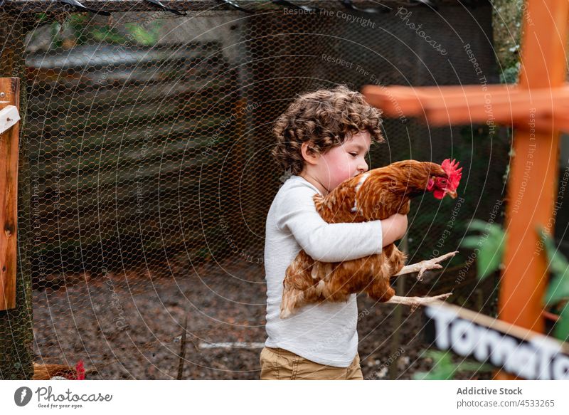 Boy holding chicken in garden in countryside boy kid bird agriculture play farmyard poultry child village rural innocent little entertain hen adorable husbandry