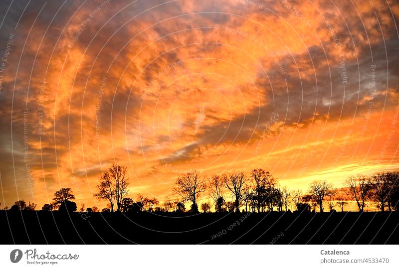 Evening glow in November, silhouettes of trees on the horizon Yellow Violet wax daylight Plant Botany flora Nature Orange Twilight Horizon Landscape Sun Sky