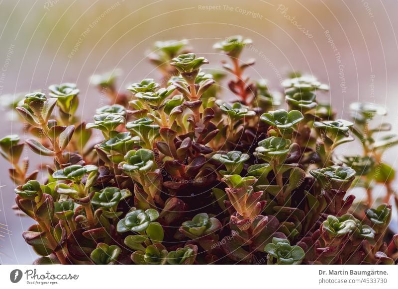 Stonecrop, Sedum acre, Crassulaceae stonecrop peppercorn succulent from Central Europe wintergreen thickleaf plants crassulaceae Plant shrub