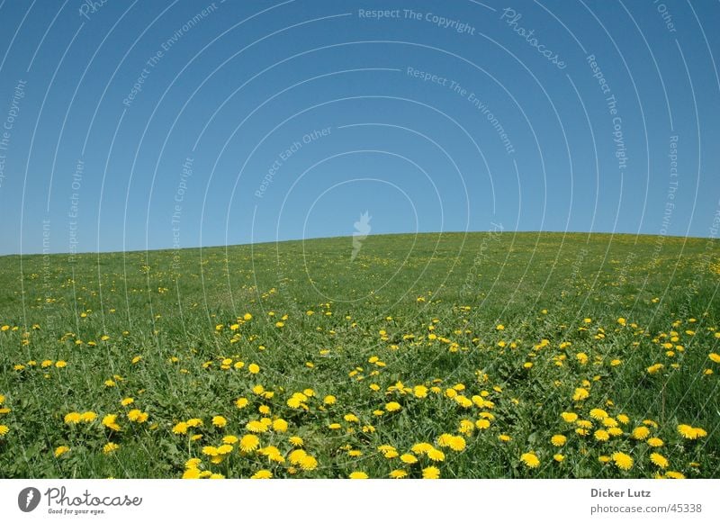 Sunny, cloudless, 28° C Meadow Horizon Green Hill Summer Flower Dandelion Sky Blue