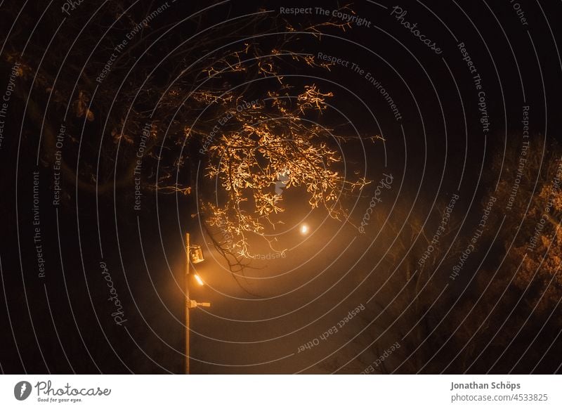 Spotlight in the dark illuminates tree in autumn Floodlight elucidation enlightenment Illuminate Light Dark Night Exterior lighting Lamp Lighting Evening