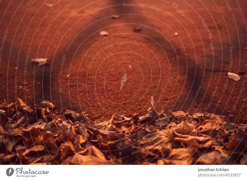 Autumn leaves on the edge of a tennis court behind the fence autumn leaf Leaf Shallow depth of field Colour photo Exterior shot Deserted naturally Autumnal