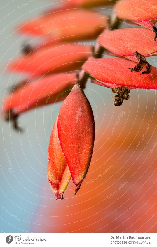 inflorescence of Tillandsia dyeriana, Bromeliaceae, pineapple family Tillandsie Pineappleweed Tropical Epiphyt from Ecuador Endemite orange Flower Plant