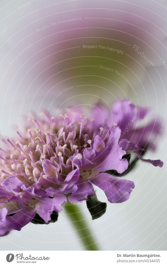 Inflorescence of the pigeon cabbage, Scabiosa columbaria, honeysuckle family scabiosis Pigeon Kabiosis scabiosa blossom inflorescence Flower Plant