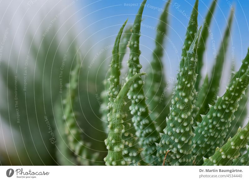 Aloe humilis, a small succulent from South Africa; systematics according to M. W. Chase et al. Foliage succulent Houseplant from the Karoo low asphodels