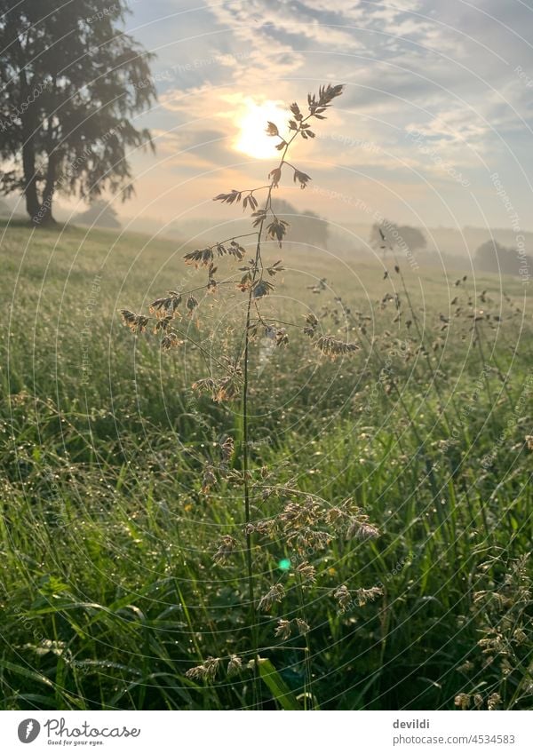 single plant in front of the rising sun Plant Wild plant Meadow Sunlight Sunrise morning mood Morning fog morning light Eifel Aachen Monschau Nature reserve