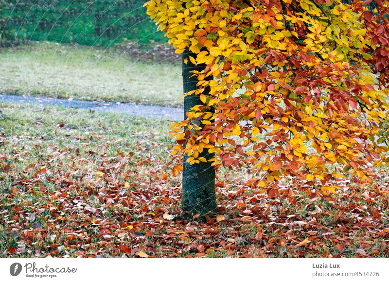 Autumn leaves on the path autumn colours autumn mood Gloomy Gold Rain Nature Autumnal colours Autumnal weather Seasons foliage To fall off Autumn Season