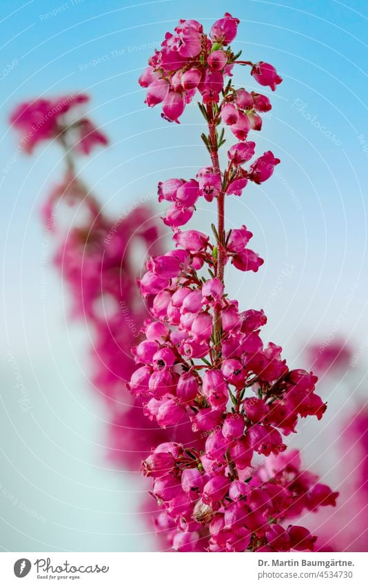 Inflorescences of a bell heather, Erica gracilis, a shrub from South Africa not hardy inflorescence blossoms Ericaceae Heather family Plant Ornamental plant