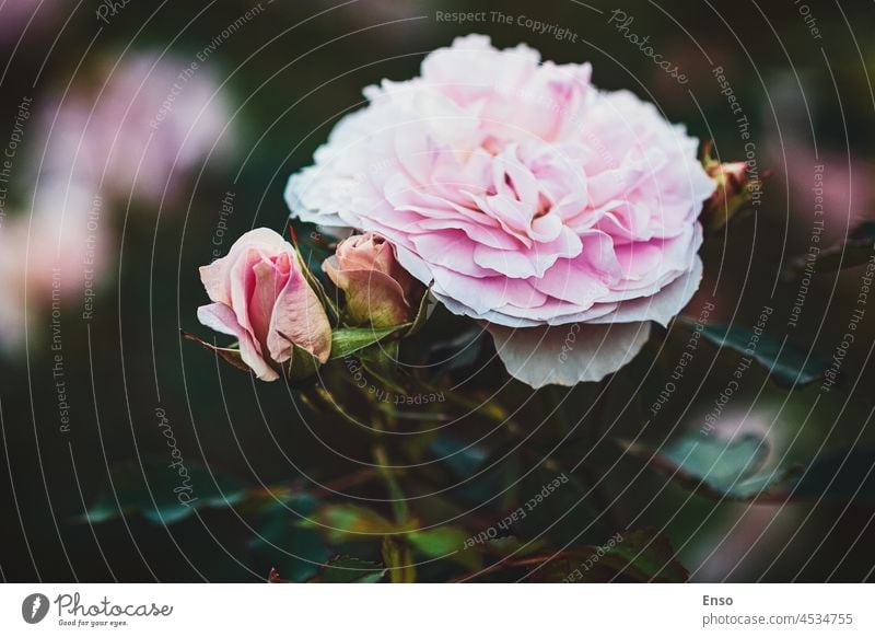 Closeup of light pink garden rose with buds (Morden Blush breed by Marshall) single elegant graceful fine delicate beautiful double rose marshall background