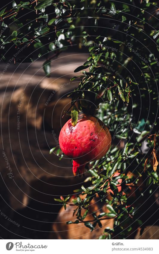 Pomegranate in growth Punica granatum Plant Growth Greenhouse Red Interior shot Fruit Exotic exoticism tropical fruit pseudo-fruit Botany botanical