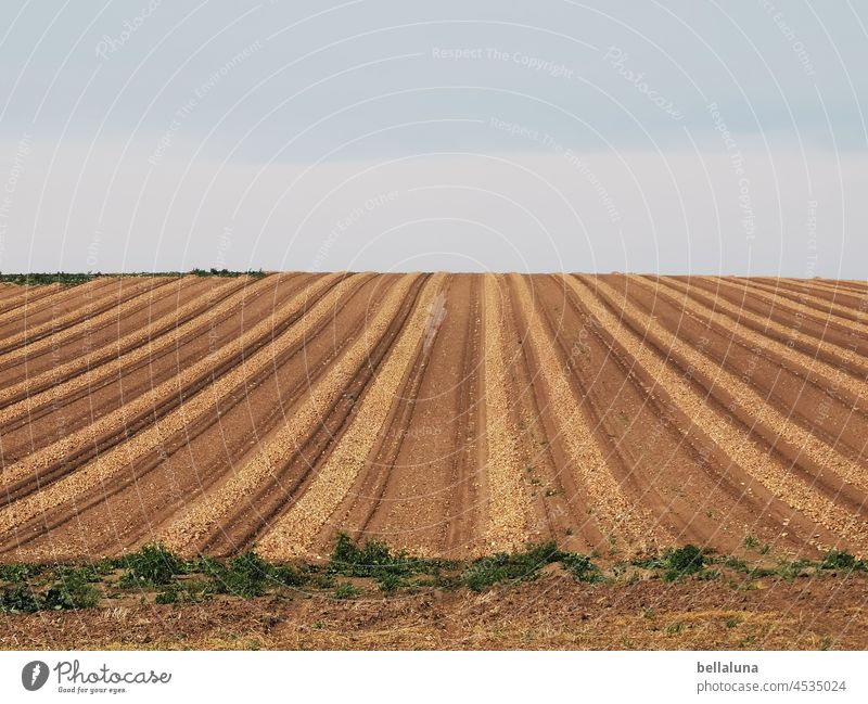 potato crop Potato harvest Potatoes Nutrition Colour photo Food Vegetable Fresh Delicious Day Deserted Healthy Eating naturally Exterior shot Lunch