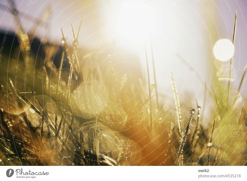 abysmal thickets Mystic Peaceful Environment Worm's-eye view Macro (Extreme close-up) Lawn morning dew Foliage plant Illuminate greenish Drop Calm