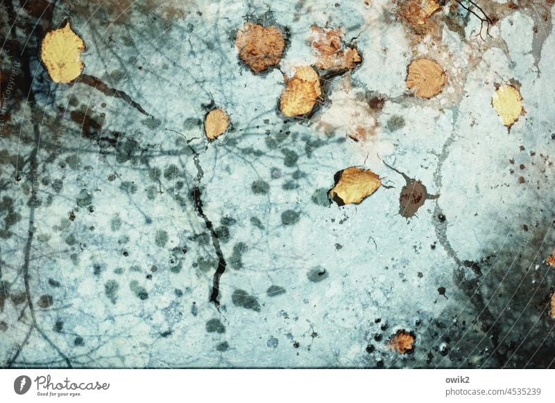 Segregated Puddle Water Calm mirrored foliage Colour photo Autumn reflection Autumnal Peaceful Autumn leaves Idyll Nature Environment Close-up Detail Deserted