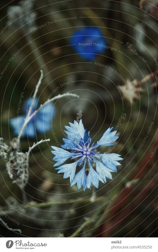 Sprouting Cornflower Nature Blossom Plant Idyll Blue Growth Environment Daisy Family Wild plant Flower Colour photo Exterior shot Landscape Flower meadow Meadow