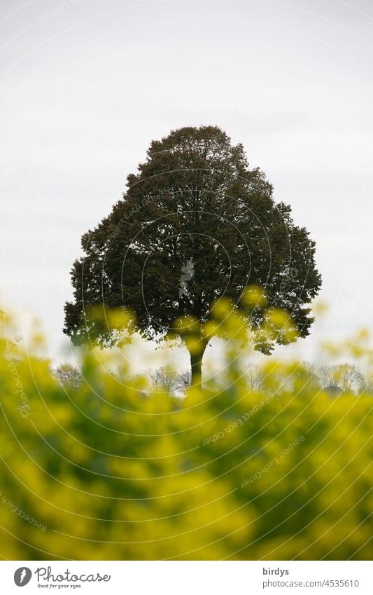 Tree behind a flowering mustard field Mustard Mustard Field Winter Mustard blossom blossoms Solitair tree Agriculture green manure Solitaire tree Rural