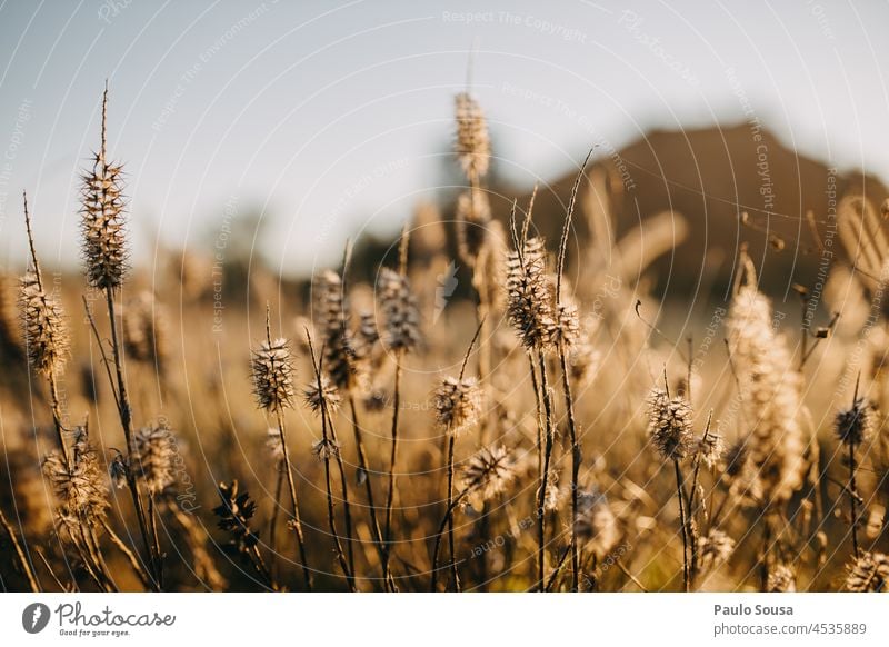 Wild flowers Wild plant wild flowers Dry Autumn Winter Sunset Transience Faded Day Environment Exterior shot Deserted Colour photo Nature Plant Copy Space top