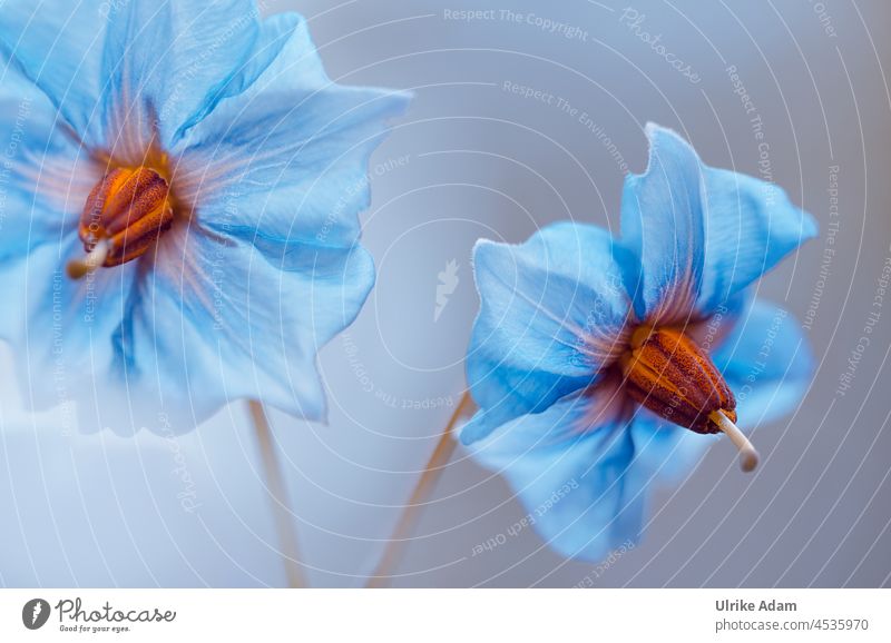 Flowers of potato variety " Blue Swede " Neutral Background blurriness Detail Close-up Macro (Extreme close-up) Delicate Light blue Old Vegetable farming