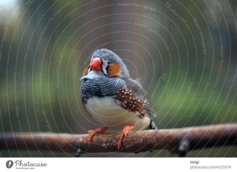 small beeper - zebra finch sits on a wooden pole Bird Zebra Finch Small songbird Passerine Bird Magnificent Finch Pet Cute aviary little man masculine Animal