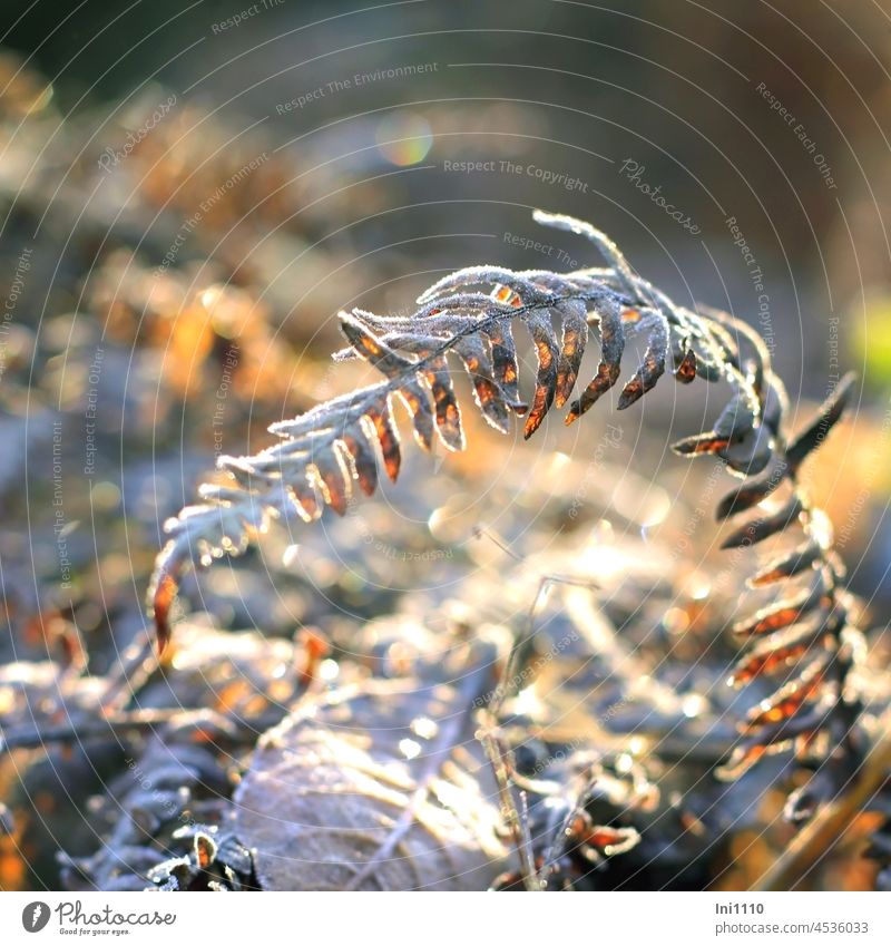 withered fern frond with hoarfrost in the sunshine Autumn November Fern Limp dead flexed Light beautiful weather sunshine Shaft of light Illuminate