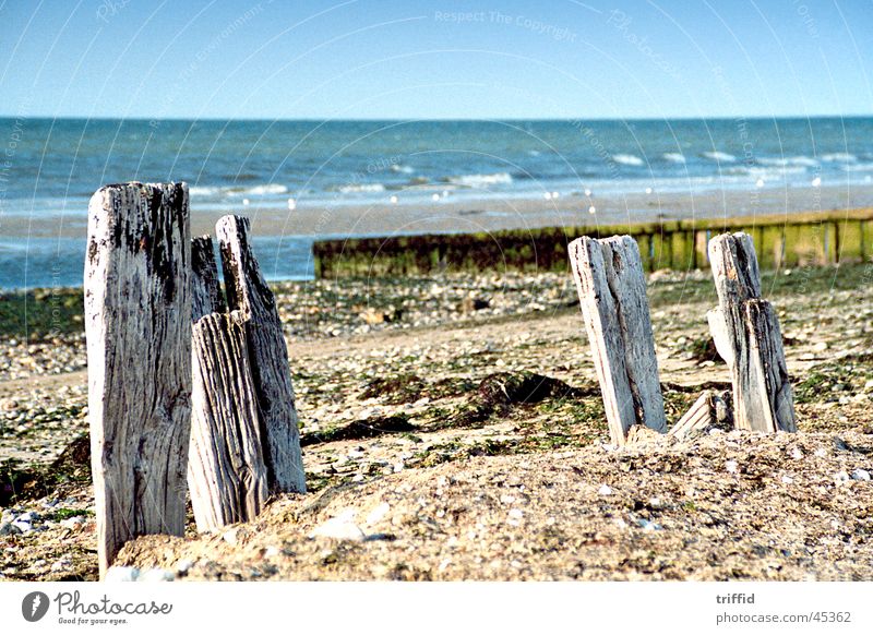 Wild beach Wilderness Wood Normandy. ocean Nature Old