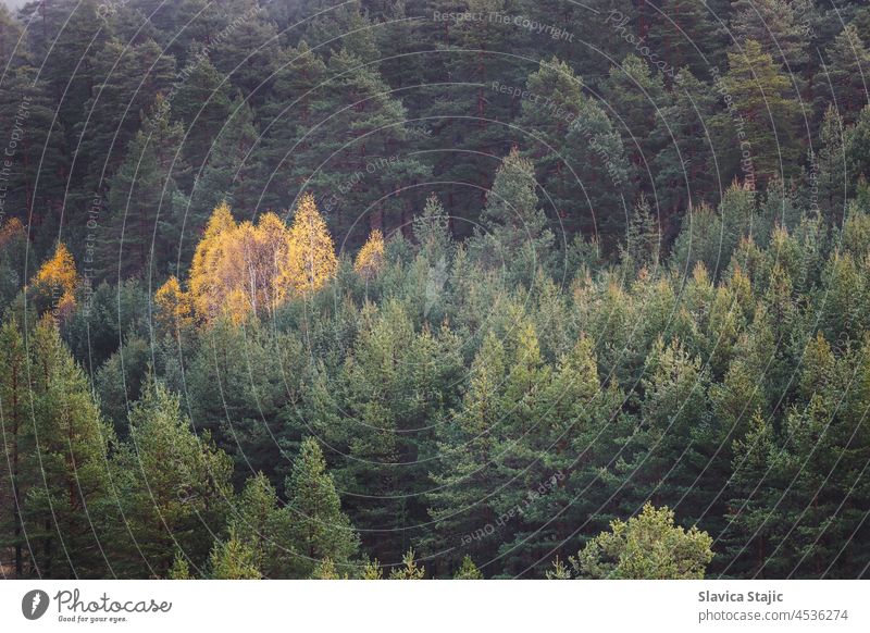 Mountain In Autumn Season. Autumn Forest Landscape With Colorful Trees. Selective focus adventure aerial atmosphere autumn background colorful dark day