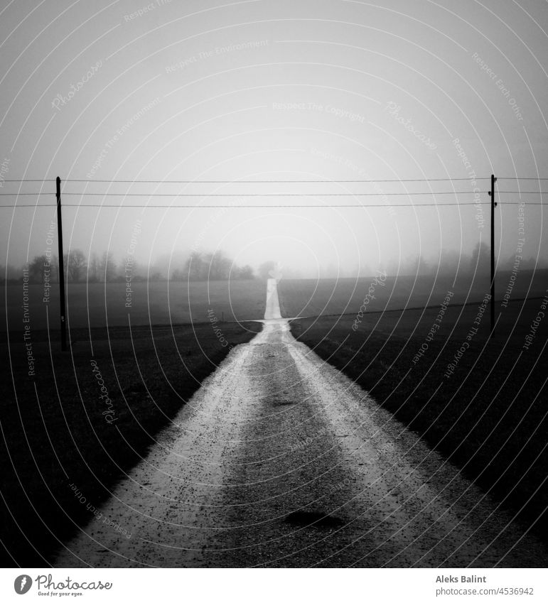 Autumn landscape in fog with straight road to horizon and power lines overhead. Autumnal landscape Fog Morning Dawn Landscape Deserted Exterior shot Morning fog