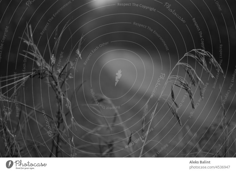 Grasses full of dew drops in black and white grasses Nature Exterior shot Deserted Shallow depth of field Close-up Drop Dew Plant black-and-white