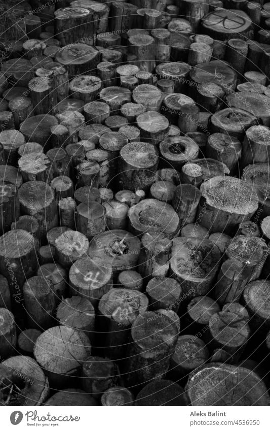 Tree trunks sawn and strung together in black and white tree trunks stacked Wood Timber Stack of wood Forestry Cut Firewood naturally Black & white photo