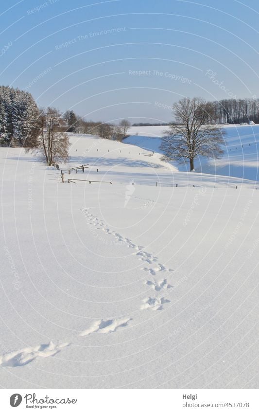 Tracks - snowy winter landscape with tracks in the snow Winter Snow trees Animal tracks February Beautiful weather sunshine Light Shadow Sky Landscape Nature