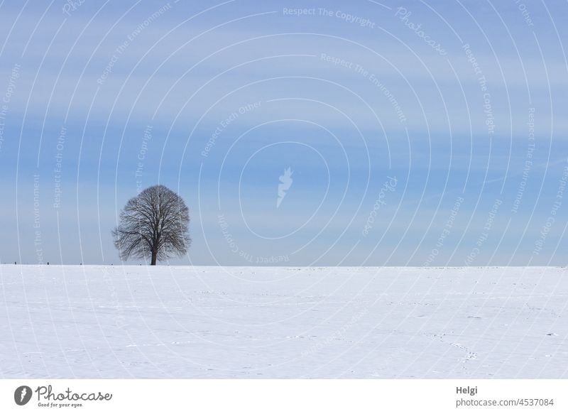 Winter landscape with lonely tree in snow against blue sky Snow Snowscape winter landscape Tree chill Winter's day Winter mood Nature Cold Landscape White