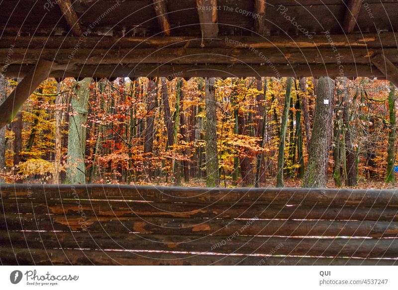 Rest in a forest hut Forest Cabin in the forest Colour photo Looking outlook Hut Exterior shot Nature Wooden hut Day Calm House (Residential Structure)