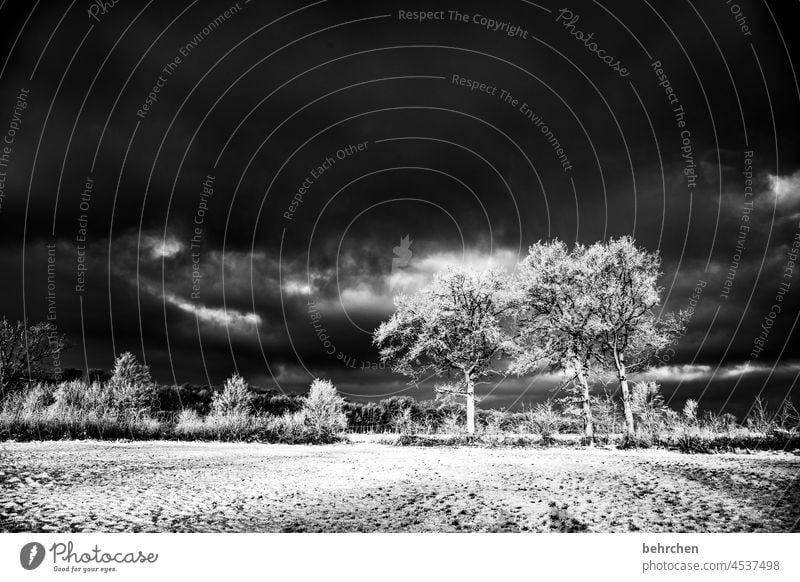 surreal | dystopia Clouds Mysterious chill Threat Dramatic Black & white photo Landscape Environment Sky Freeze Frozen Hoar frost Seasons Frost Nature Meadow