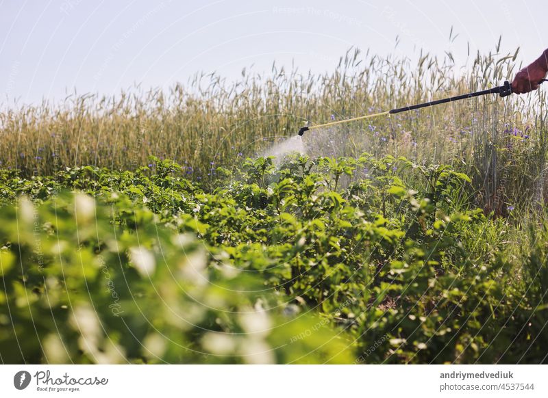 A farmer with a mist sprayer treats the potato plantation from pests and fungus infection. Use chemicals in agriculture. Agriculture and agribusiness. Harvest processing. Protection and care