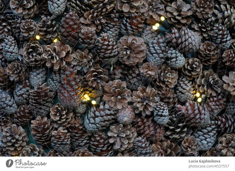 Pinnacles of pine tree as Christmas background. The pinnacles are spread with some lights on the ground. Suitable as seasonal background. abstract brown