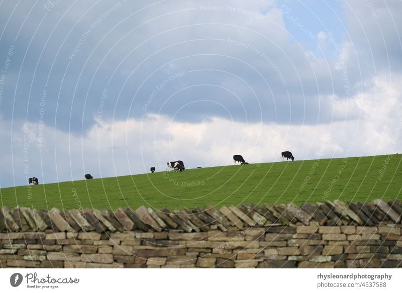 Herd of grazing Holstein Friesian cattle, cows often bred for dairy, on the horizon of a luscious grassy hill. Cloudy and dramatic sky behind with a dry stone wall in the foreground. Plenty of copy space.