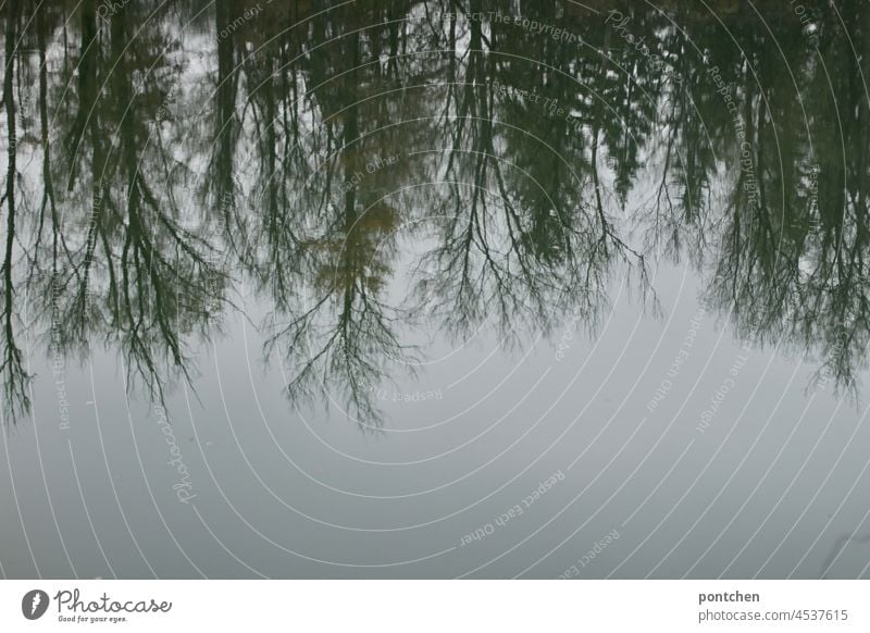 trees reflected in the water on a grey autumn day reflection Water River Nature Autumn Gray Forest needleballs deciduous trees Reflection Environment Landscape