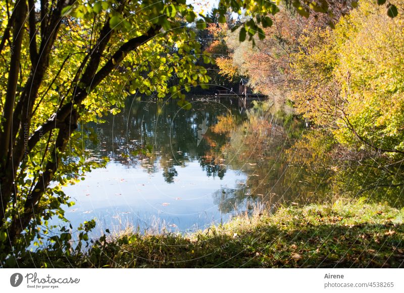 one last time the autumn gives everything Lake reflection Autumn Water reflection water level bank Reflection Lakeside Autumnal Autumn leaves Autumnal colours