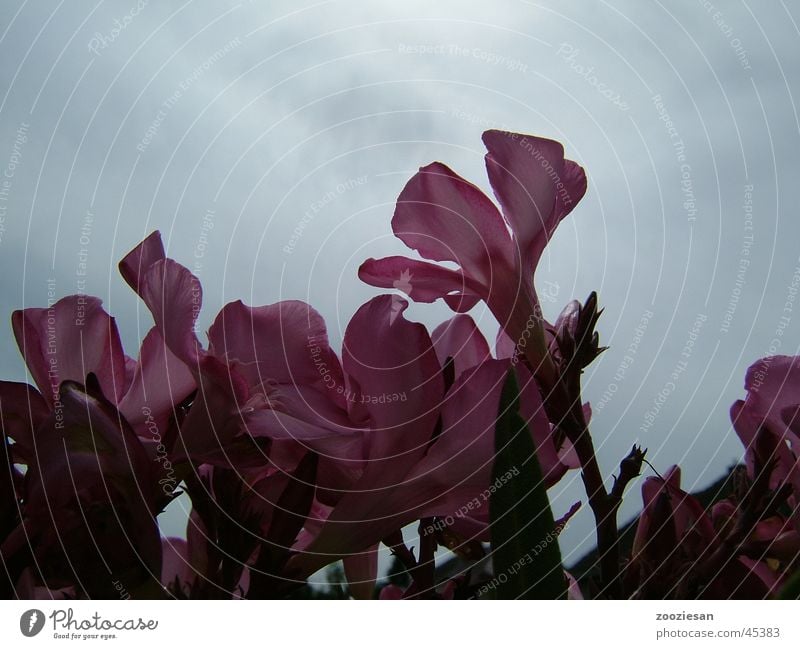 oleander flowers Oleander Blossom Pink Leaf Flower Light Blossom leave Transience Macro (Extreme close-up) Close-up Sky Wind Sadness