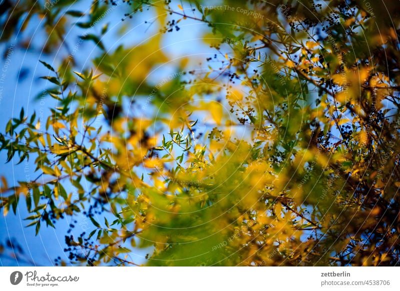 Privet in autumn Branch Tree Relaxation holidays Garden Autumn Autumn leaves Sky allotment Garden allotments foliage Foliage colouring Deserted Nature Plant