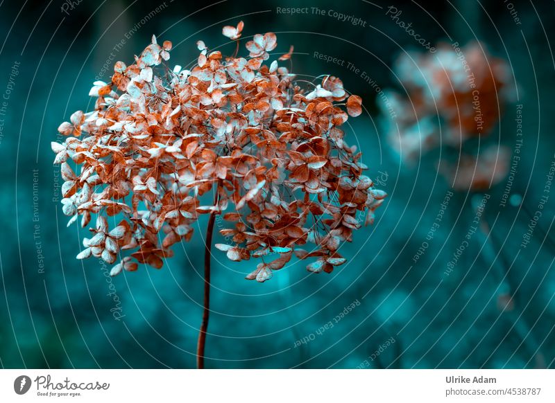 Florals in autumn - Withered hydrangea Shallow depth of field Neutral Background Isolated Image Copy Space bottom Macro (Extreme close-up) Detail Close-up