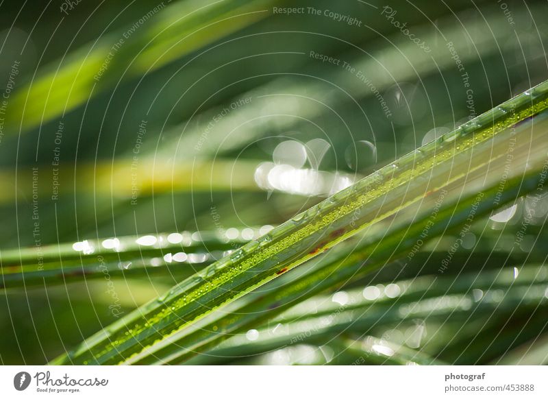 Dew drops in sunlight Summer Sun Spring Weather Wind Gale Leaf End Autumnal colours Earth autumn holidays autumn championship autumn master autumn conference